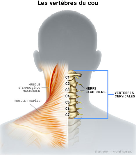 Anatomie du rachis cervical | ADAM Orthopédie & Matériel Médical